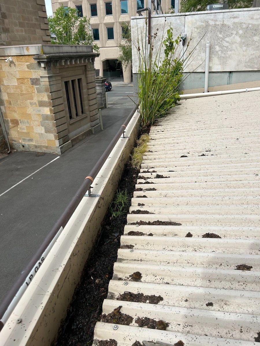 Learn How Professional Roof Plumbing Can Save You Money in the Long Run